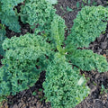 Kale, Curly