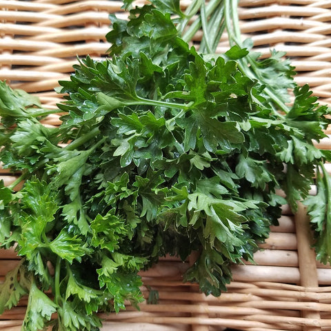 Herbs, Curly Parsley