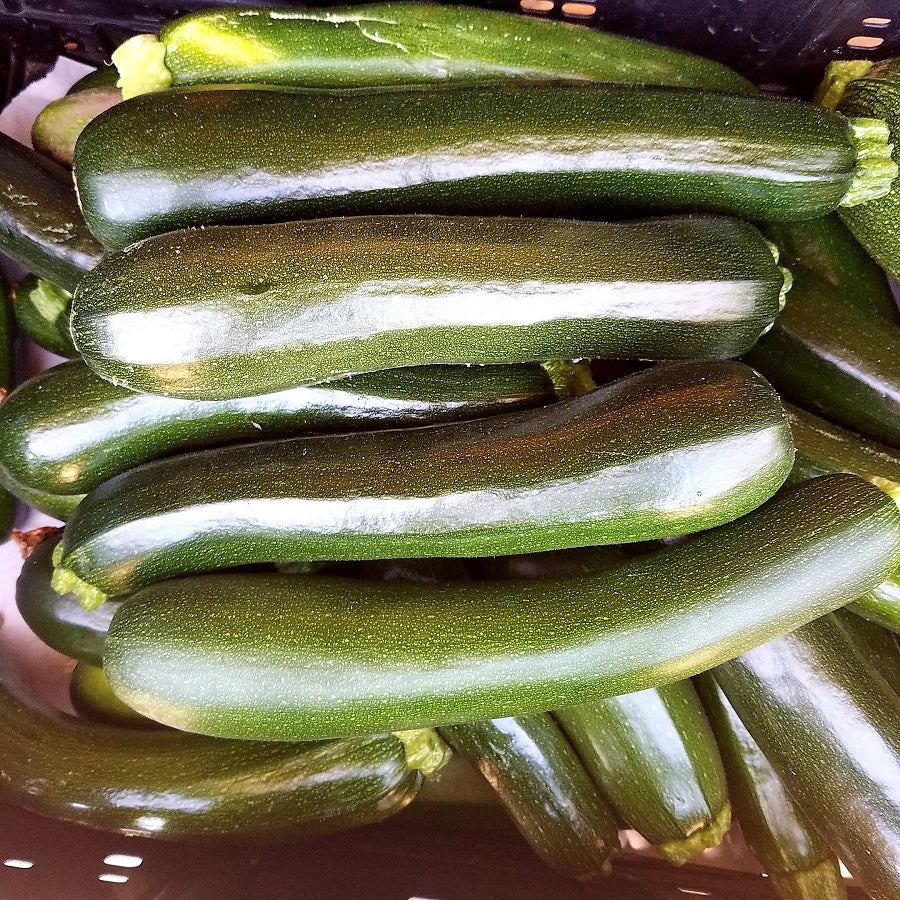 Summer Squash, Green Zucchini