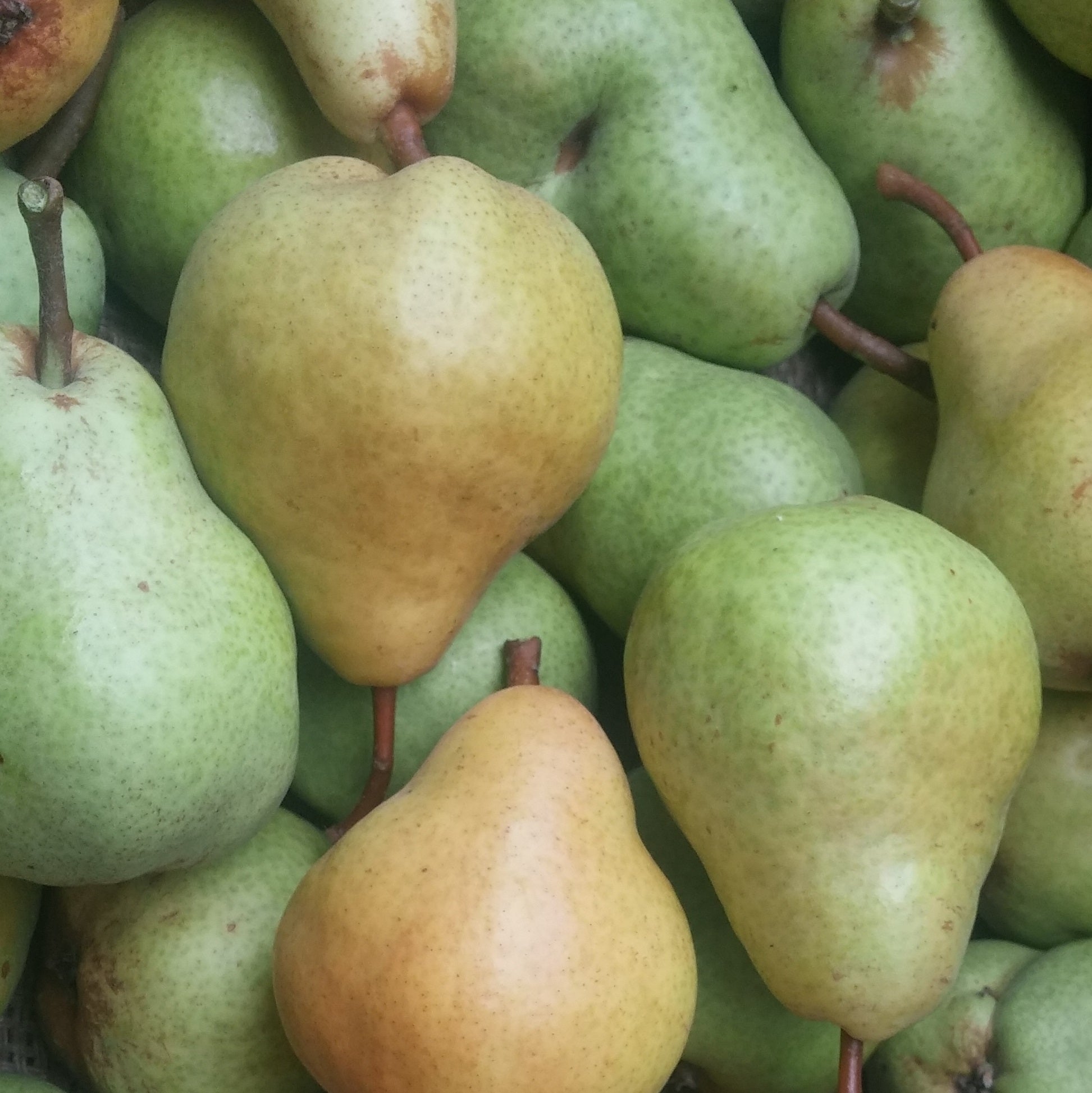 Pears, Bartlett*
