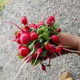 Radishes