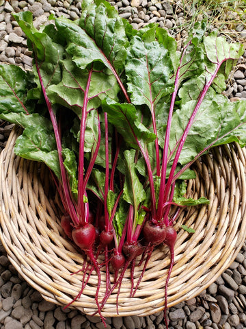 Beets,  Bunched Red
