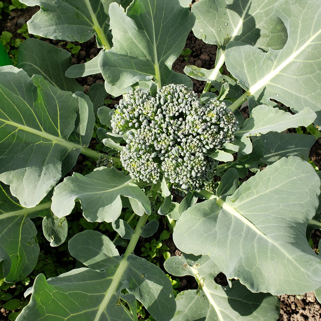 X-C&P Broccoli Florettes