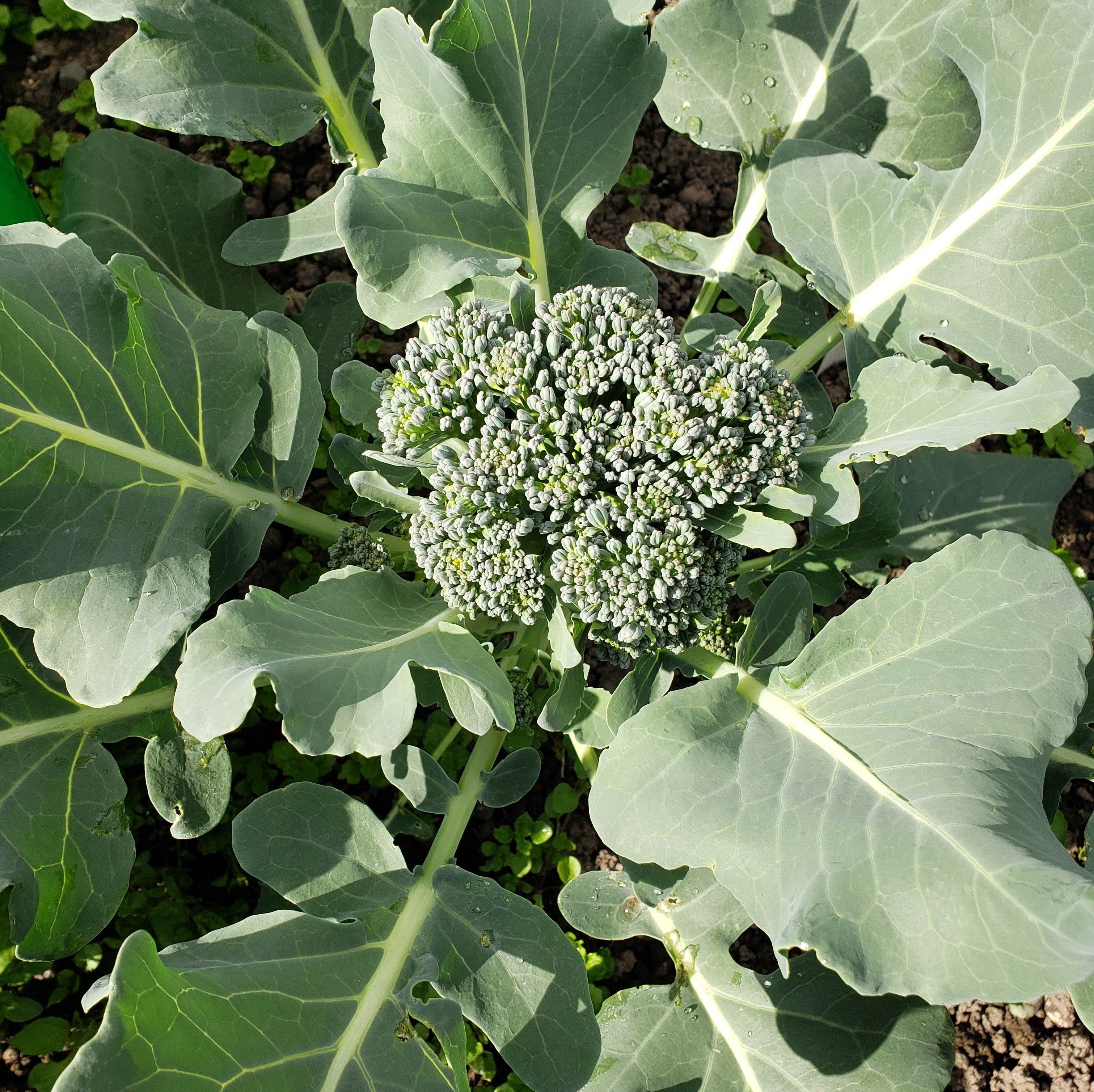 X-C&P Broccoli Florettes