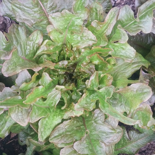 Lettuce, Bronze Arrow