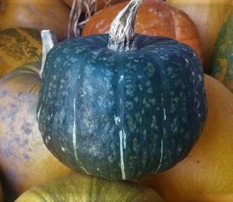 Calabaza De Invierno, Ranúnculo