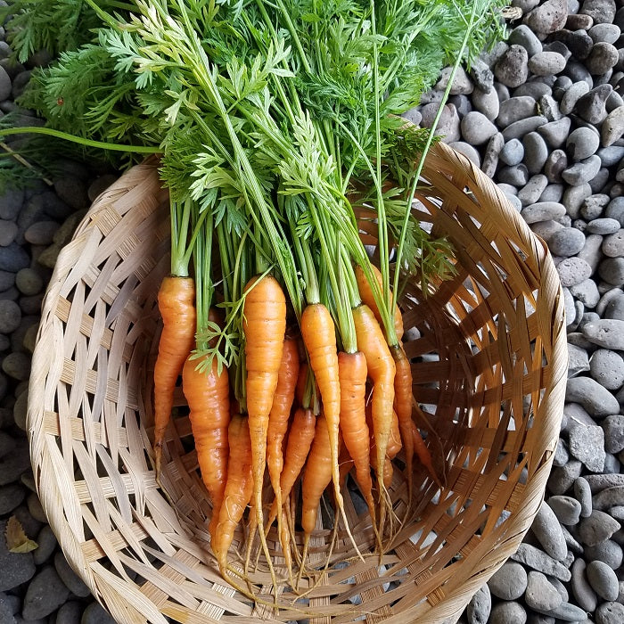 Carrots, Bunched