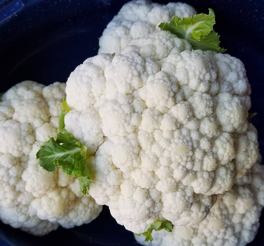 Coliflor