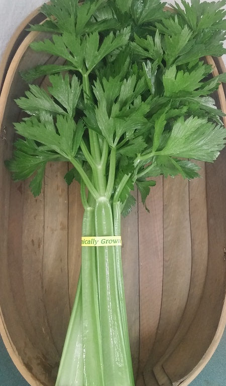 Celery Head w/leaves