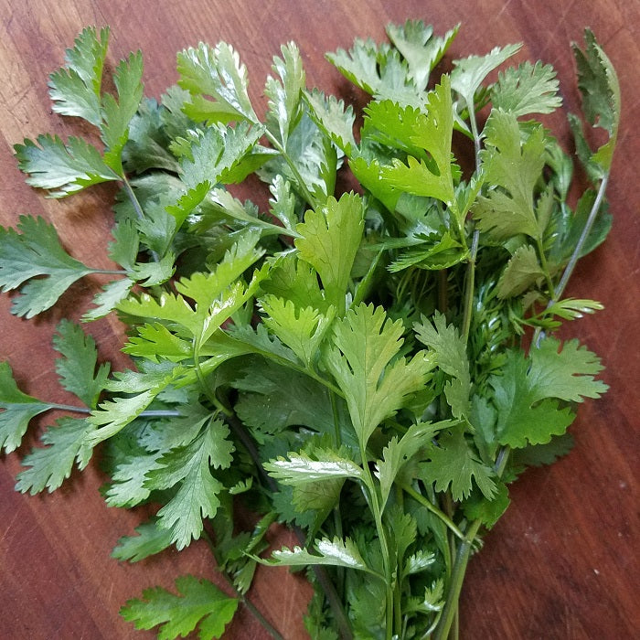 Herbs, Cilantro