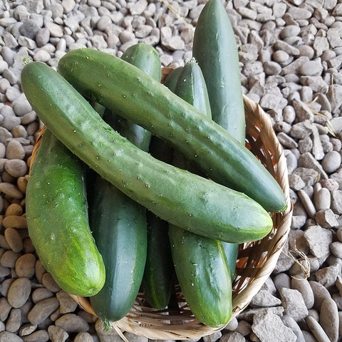 Cucumbers, Slicer