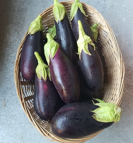 Eggplant, Petite