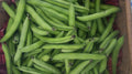 X-C&P Fava Beans 5 lbs