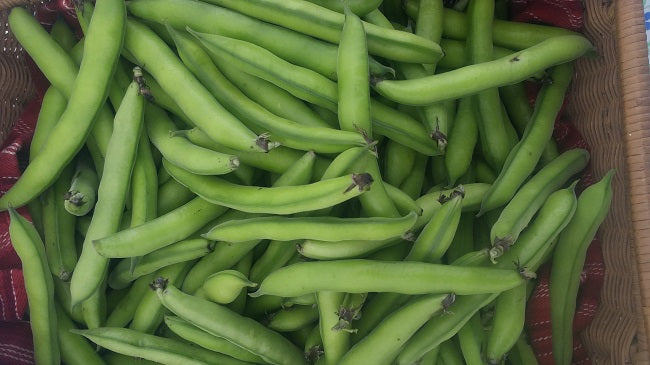 Beans, Fava