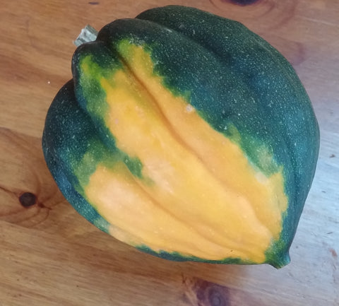 Winter squash, Acorn