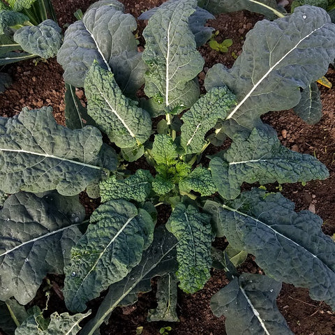 Kale, Tuscan