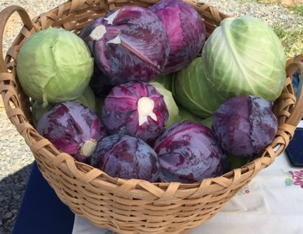 Cabbage, Red bulk