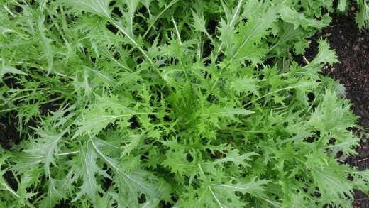 Greens, Baby Mizuna