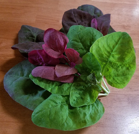 الخضر، أوراش