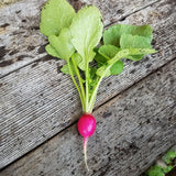 Radishes