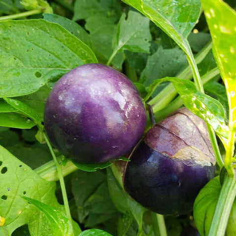 X-C&P Tomatillos
