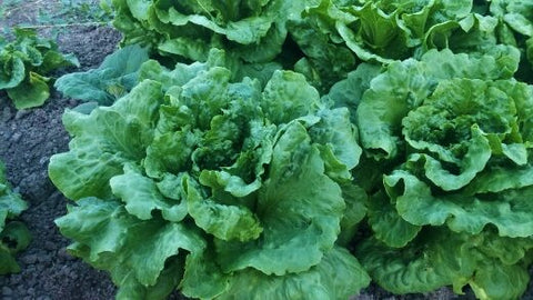 Lettuce, Green Head