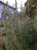 Herbs, Rosemary*