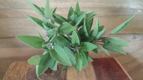 Hierbas, Salvia