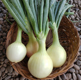 x-C&P Walla Walla Onions