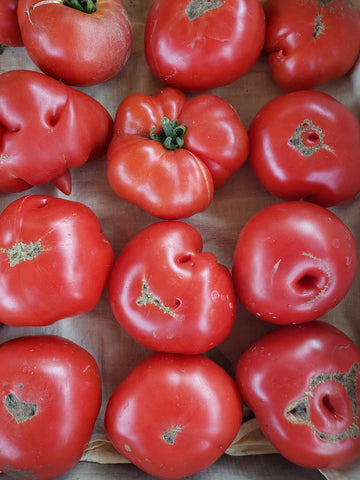 Tomatoes, Slicing