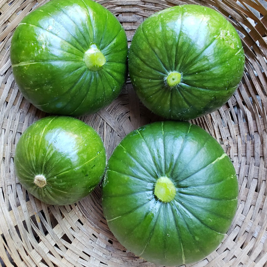 Calabaza de Verano, Zapallo