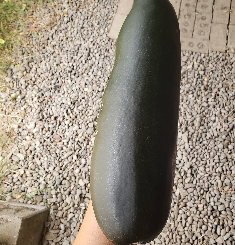 Summer Squash, Large Zucchini